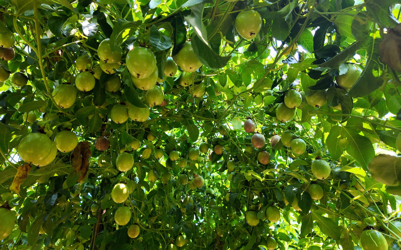 PHÂN TÍCH LỢI NHUẬN VÀ HIỆU QUẢ KINH TẾ BỀN VỮNG