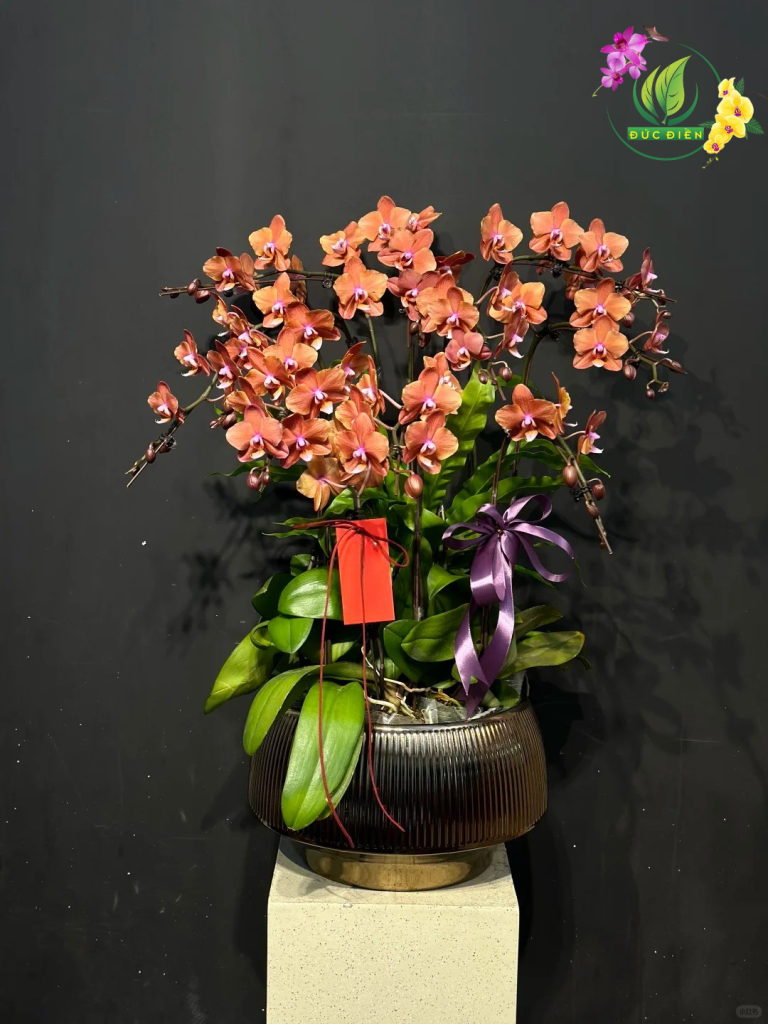 Chậu lan hồ điệp đẹp tại Đắk Nông – Đức Điền Gia Lai