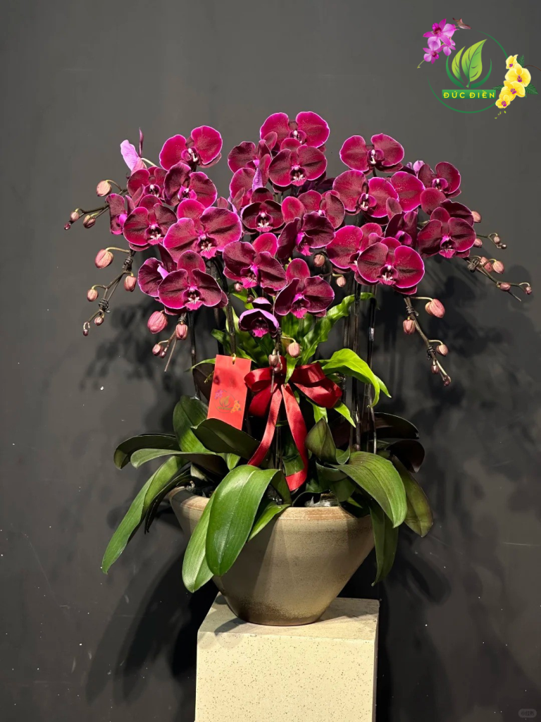 Lan hồ điệp tím Đắk Nông – biểu tượng tình yêu và sự tinh tế