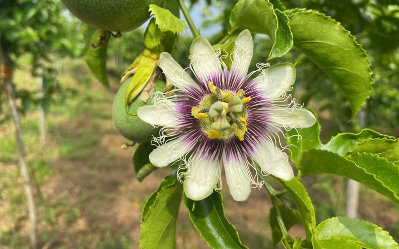 NGUYÊN NHÂN KHIẾN CÂY CHANH DÂY RA HOA KÉM, ĐẬU QUẢ THẤP