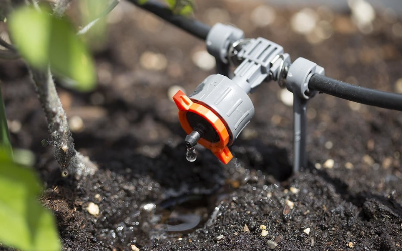 CÔNG NGHỆ TRỒNG CHANH DÂY TƯỚI NHỎ GIỌT TỰ ĐỘNG