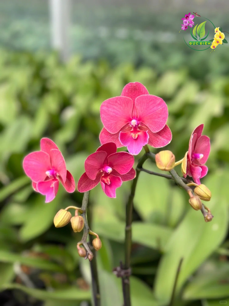 Hoa lan hồ điệp Cần Thơ màu hồng nhẹ nhàng