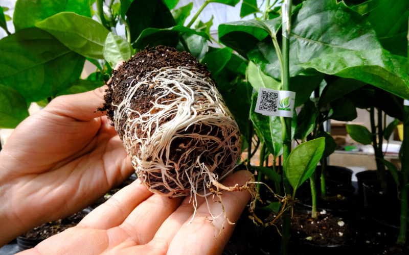 GIỐNG CHANH DÂY CÔNG NGHỆ CAO - NĂNG SUẤT VƯỢT TRỘI