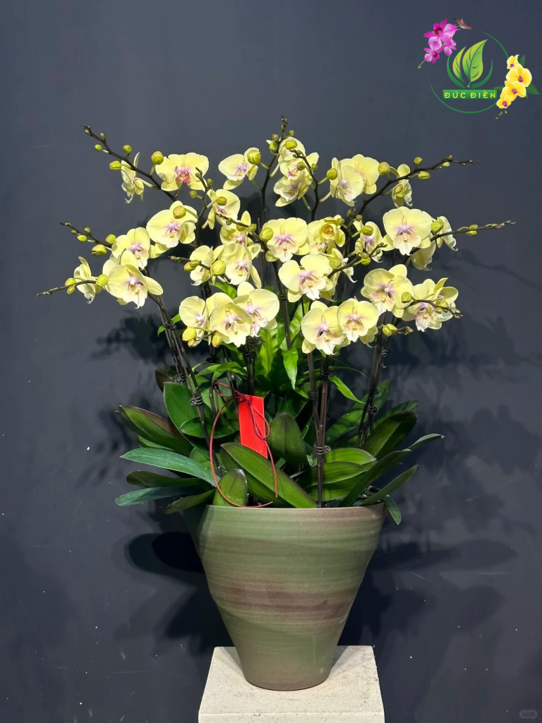 Lan hồ điệp vàng tài lộc Đắk Lắk