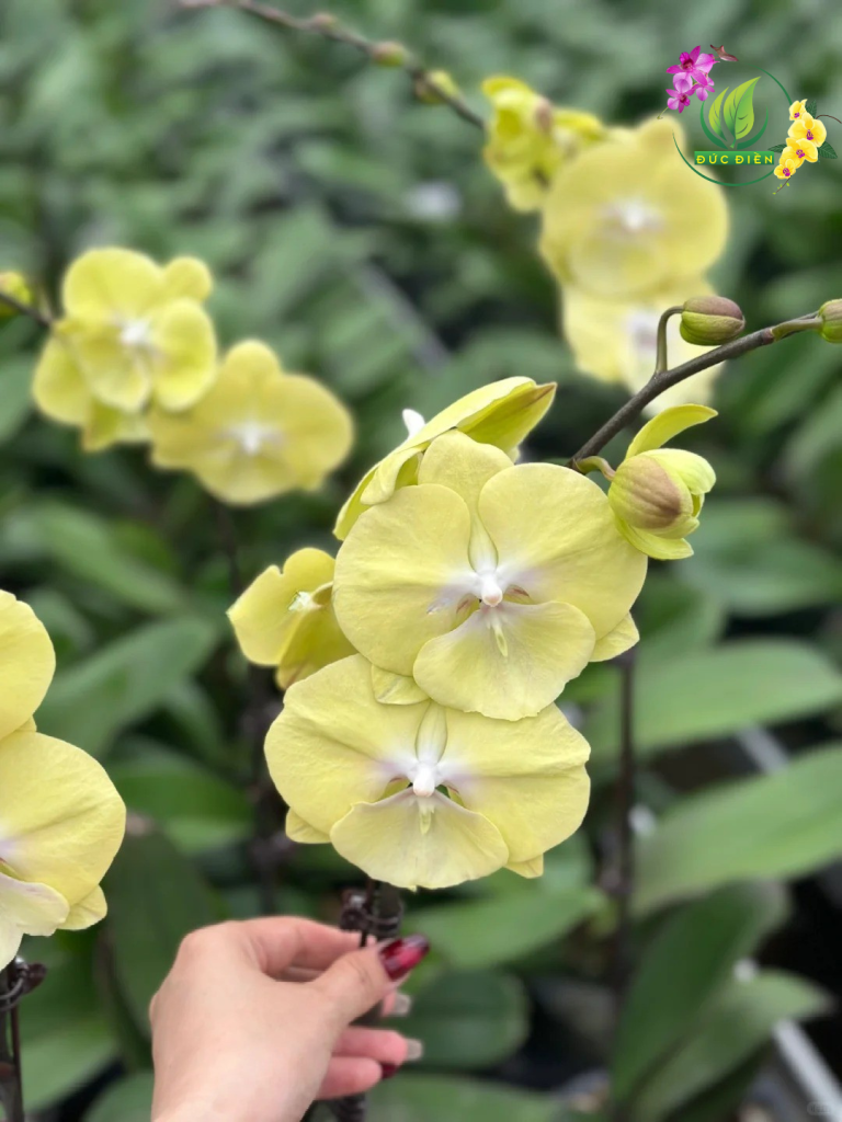 Hoa lan hồ điệp Cao Bằng màu vàng rực rỡ