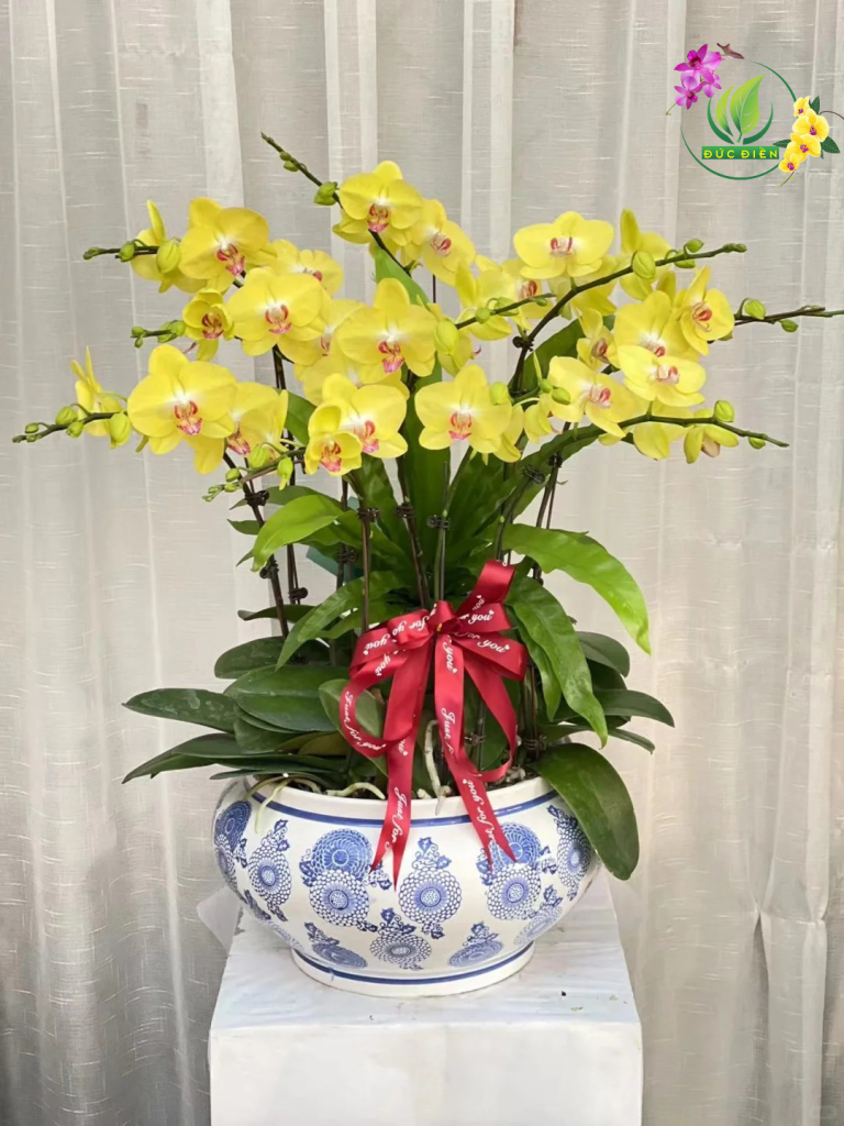 Bông lan hồ điệp Điện Biên tươi sáng và rực rỡ