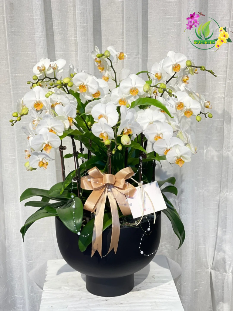 Dịch vụ giao lan hồ điệp Điện Biên tận nơi nhanh chóng