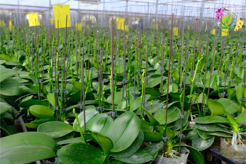 Chậu lan hồ điệp với giá thể thoáng khí tại Vườn Lan Đức Điền