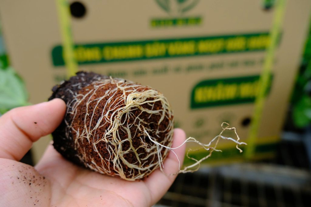 Bộ rễ cây chanh leo trắng nhiều