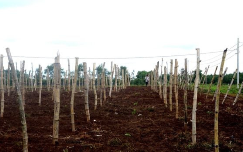 3 BƯỚC CẢI TẠO ĐẤT CHUA CHUẨN KHOA HỌC