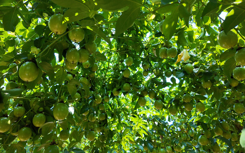 VÌ SAO KHOẢNG CÁCH TRỒNG LẠI QUAN TRỌNG?