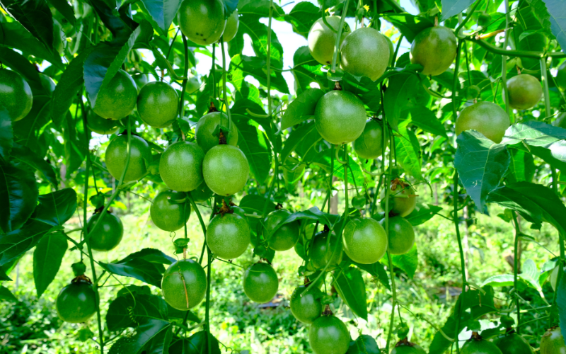 VAI TRÒ CỦA KHOẢNG CÁCH TRỒNG ĐỐI VỚI NĂNG SUẤT