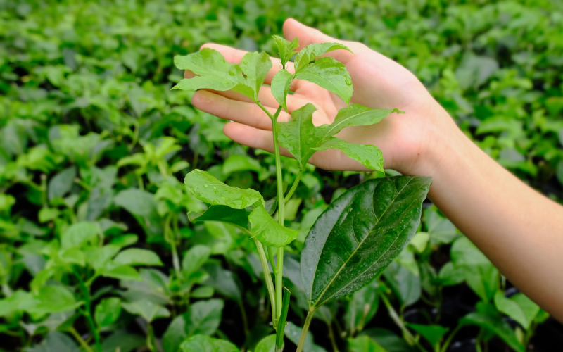 ƯU ĐIỂM CỦA CÂY BẦU LỚN