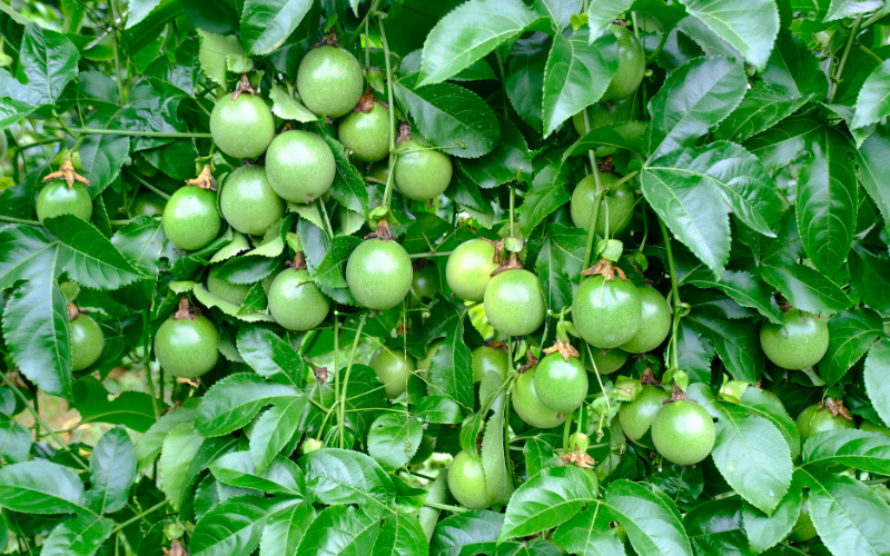 PHÂN TÍCH CHI PHÍ – LỢI NHUẬN: CHANH DÂY VS CÂY CÔNG NGHIỆP