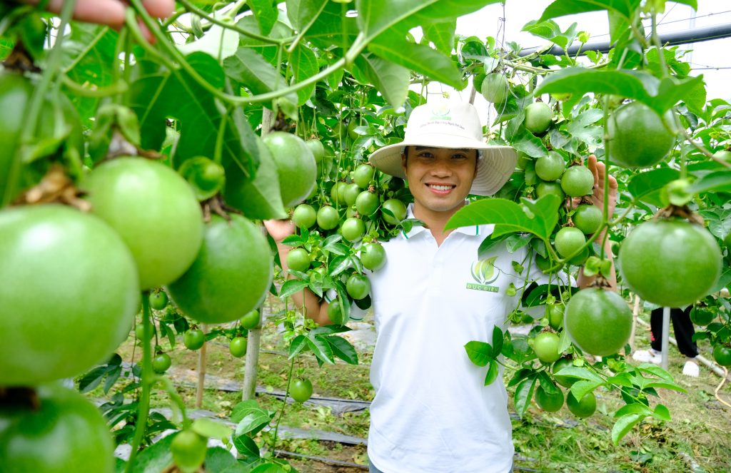 Trồng cây chanh dây ở Lâm Đồng