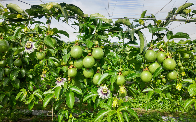 KHOẢNG CÁCH TRỒNG CHANH DÂY CHUẨN THEO CHUYÊN GIA