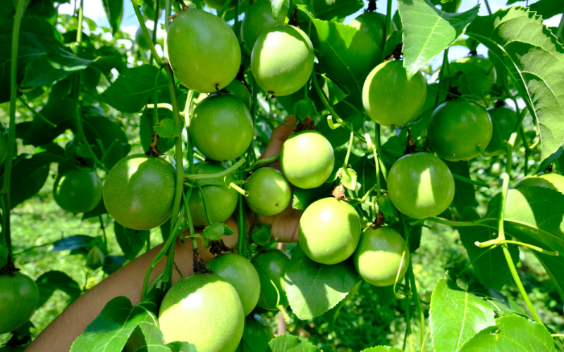 KHOẢNG CÁCH PHÙ HỢP THEO TỪNG MÔ HÌNH TRỒNG