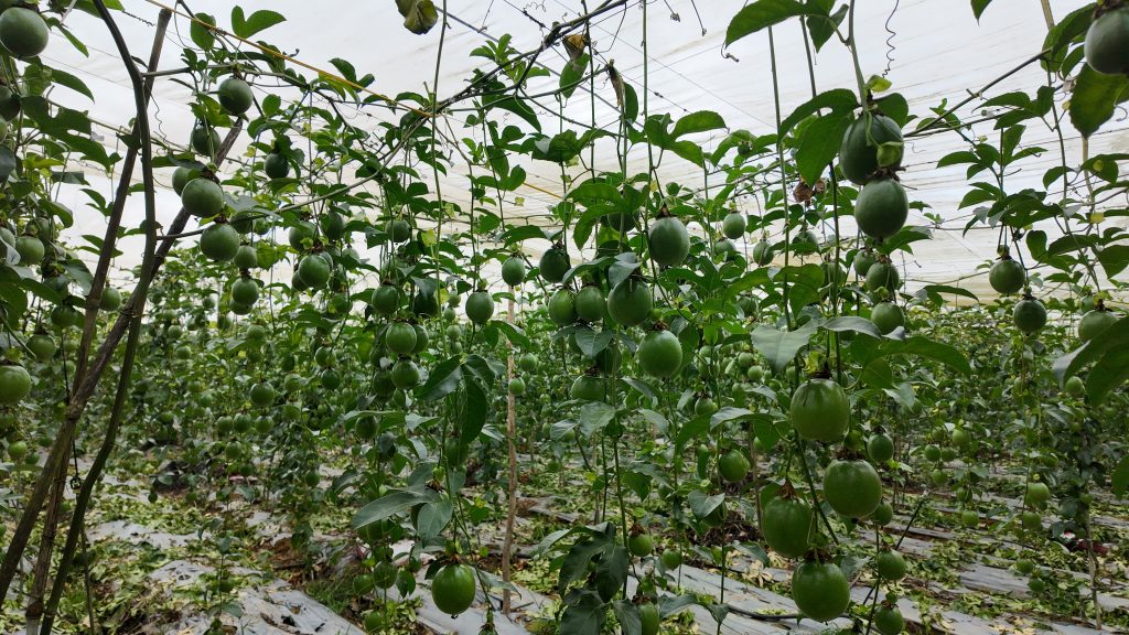 Giống chanh leo summit Đức Điền