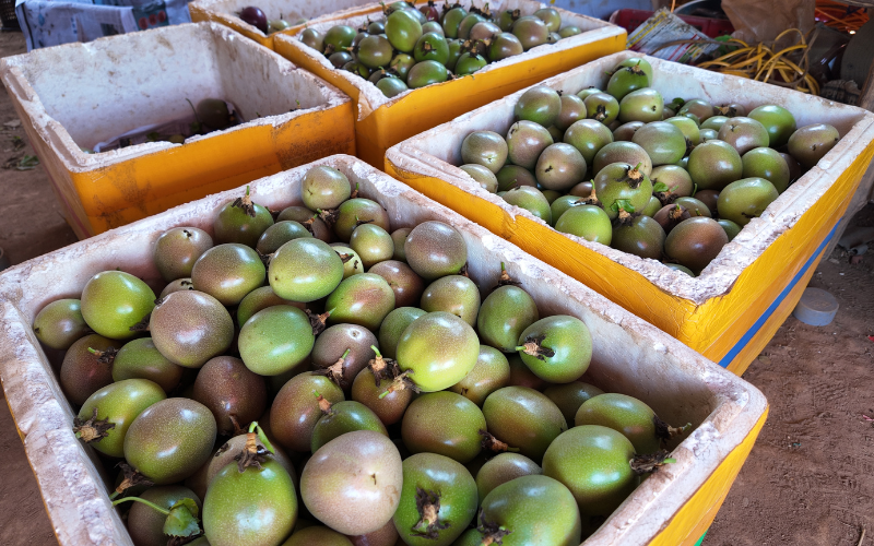 TIÊU CHUẨN CƠ SỞ: VIETGAP VÀ GLOBALGAP