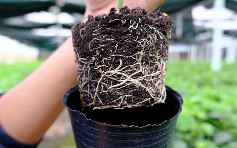 KIỂM TRA CÂY BẦU LỚN KHI NHẬN VỀ: