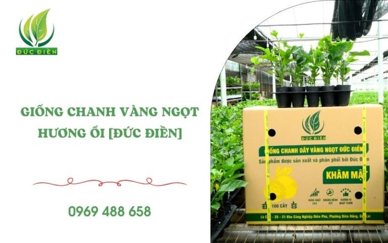 Giống chanh vàng ngọt Đức Điền