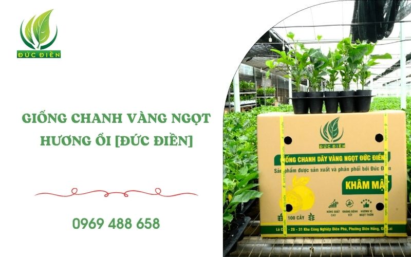Giống chanh vàng ngọt Đức Điền
