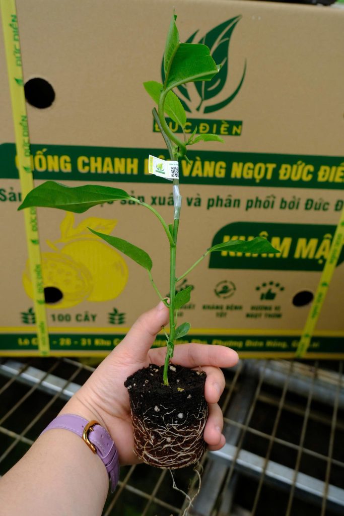 Cây chanh dây Đức Điền - Mầm 5-7 phân