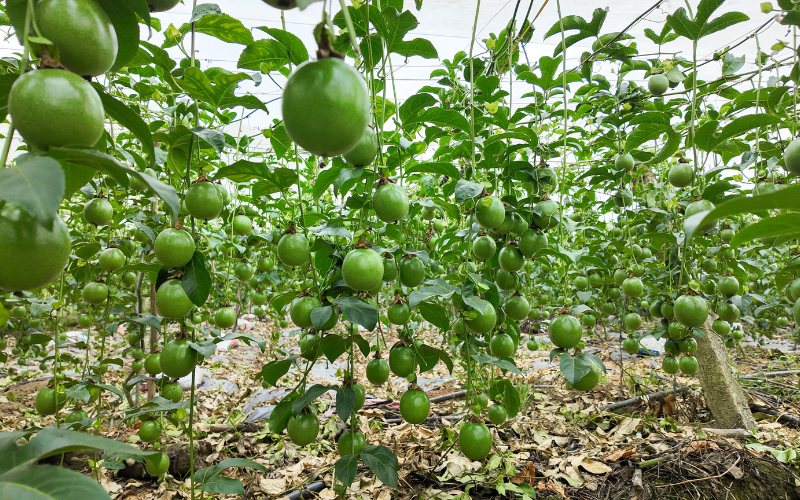 PHÂN TÍCH TỔNG QUAN HIỆU QUẢ KINH TẾ CÂY CHANH DÂY