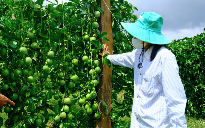 KẾT LUẬN VỀ HIỆU QUẢ KINH TẾ KHI TRỒNG CHANH DÂY