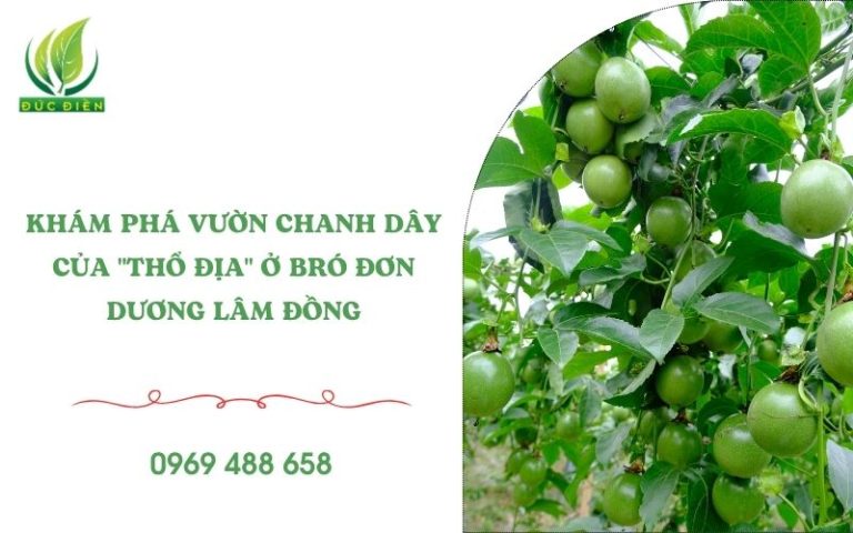 Vườn chanh dây đẹp ở Lâm Đồng