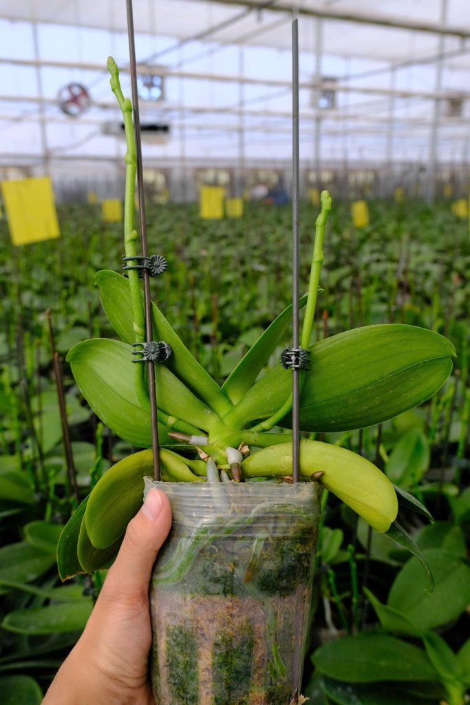 Lan hồ điệp hấp thụ ánh sáng tự nhiên tại Vườn Lan Đức Điền