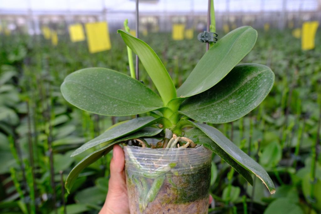 Lan hồ điệp hấp thụ ánh sáng tự nhiên tại Vườn Lan Đức Điền