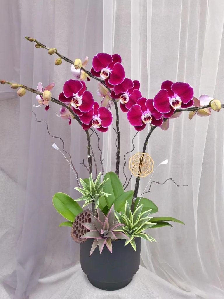 Lan hồ điệp đỏ Gia Lai – May mắn, tài lộc