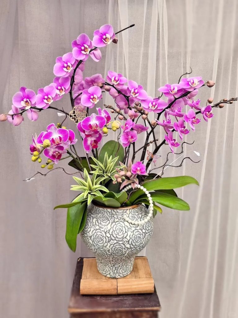 Lan hồ điệp tím Gia Lai – Quyền quý, sang trọng