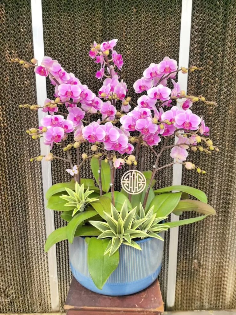 Lan hồ điệp Hà Nam hồng sang trọng