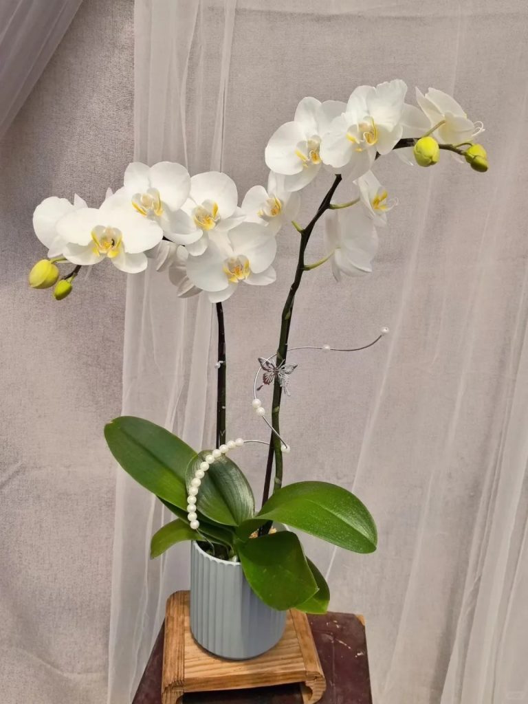 Lan hồ điệp trắng Gia Lai – Sang trọng, thanh lịch