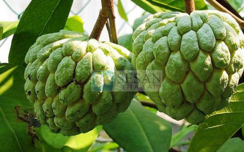 Ăn mãng cầu mỗi ngày