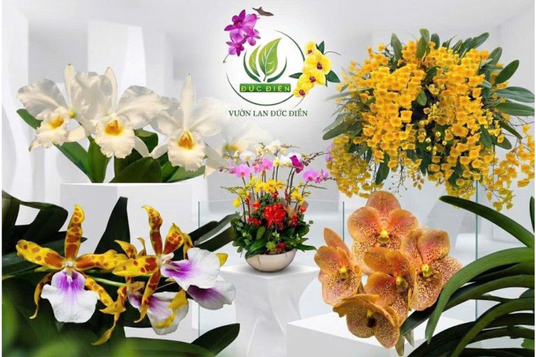 Tổng hợp 5 loài lan đẹp nhất thế giới với vẻ đẹp kiêu sa