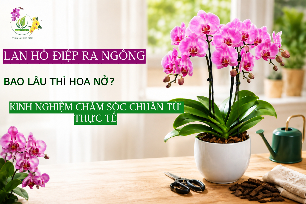 LAN HỒ ĐIỆP RA NGỒNG BAO LÂU THÌ HOA NỞ? KINH NGHIỆM CHĂM SÓC CHUẨN TỪ THỰC TẾ