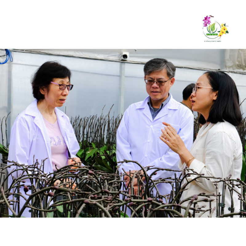 Bí quyết chăm sóc Lan Hồ Điệp lâu tàn từ Vườn Lan Đức Điền