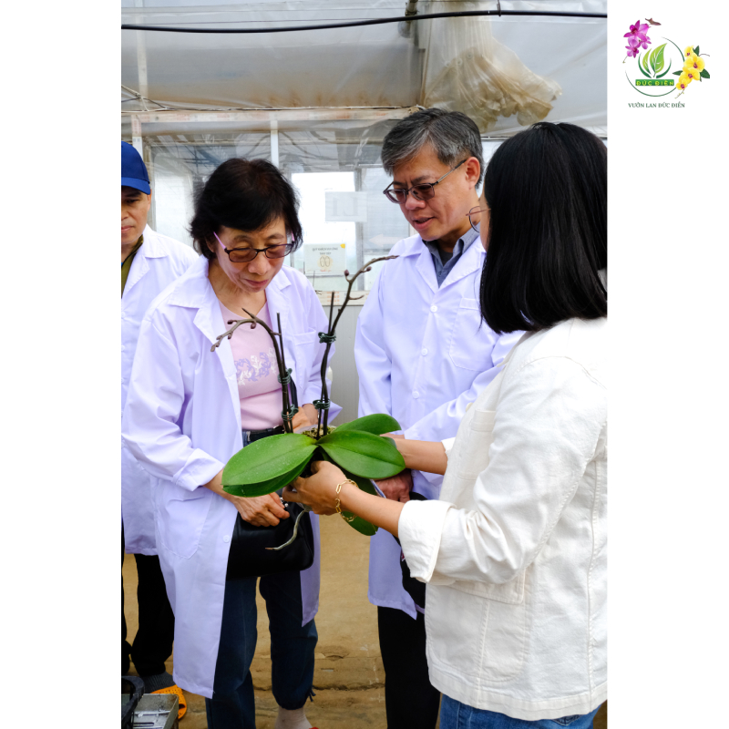 Bí quyết từ người trồng lan chuyên nghiệp