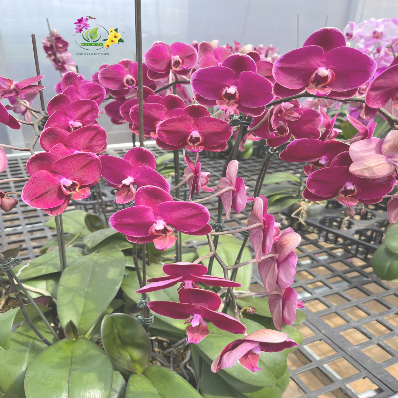 Biểu tượng vĩnh cửu của sự hoàn mỹ và quyền quý