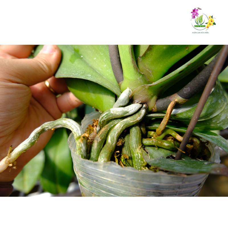 Các dấu hiệu lan hồ điệp ra hoa dễ nhận biết nhất