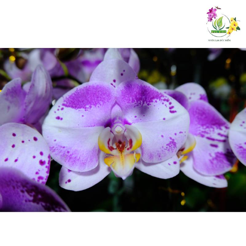 Cách chăm sóc khi thấy dấu hiệu lan hồ điệp ra hoa