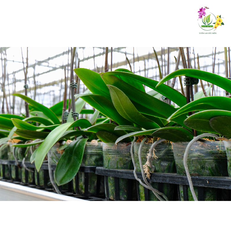 Cách chăm sóc lan hồ điệp sau khi ra ngồng