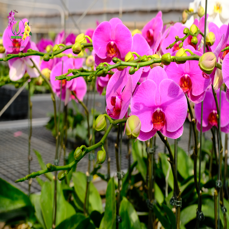 Cách để chọn và chăm sóc Lan Hồ Điệp bền và  đẹp suốt các ngày Tết