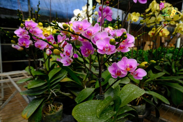 Cách kích lan hồ điệp ra hoa đúng Tết – Bí quyết đơn giản ai cũng làm được