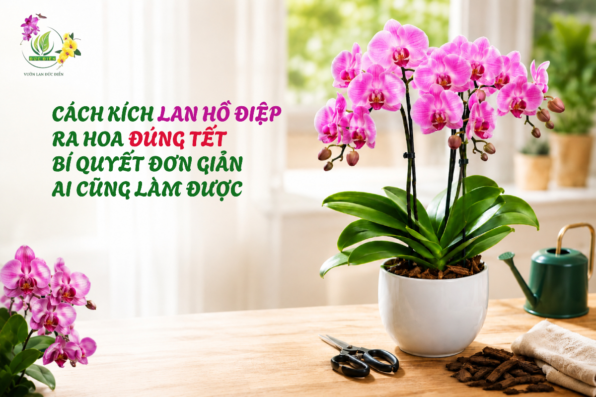 CÁCH KÍCH LAN HỒ ĐIỆP RA HOA ĐÚNG TẾT – BÍ QUYẾT ĐƠN GIẢN AI CŨNG LÀM ĐƯỢC