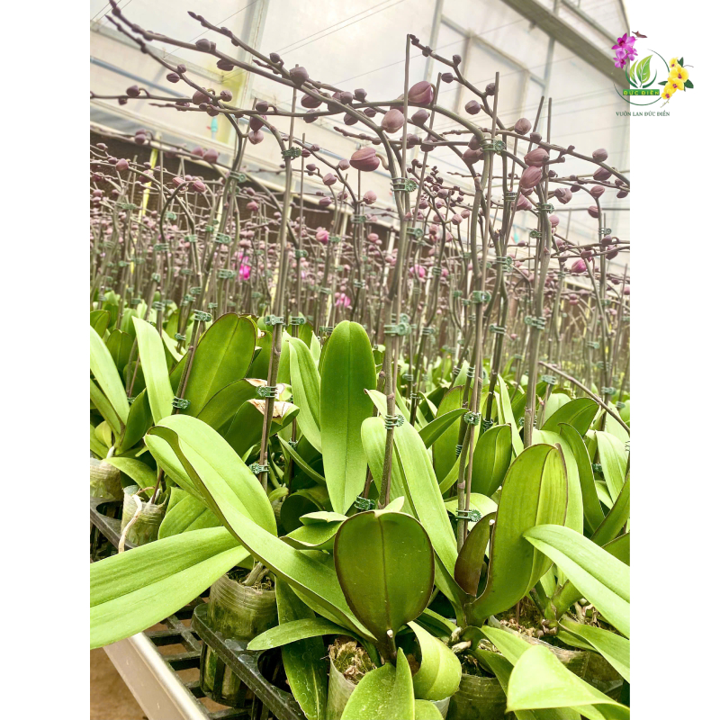 Cách kích lan hồ điệp ra hoa đúng Tết