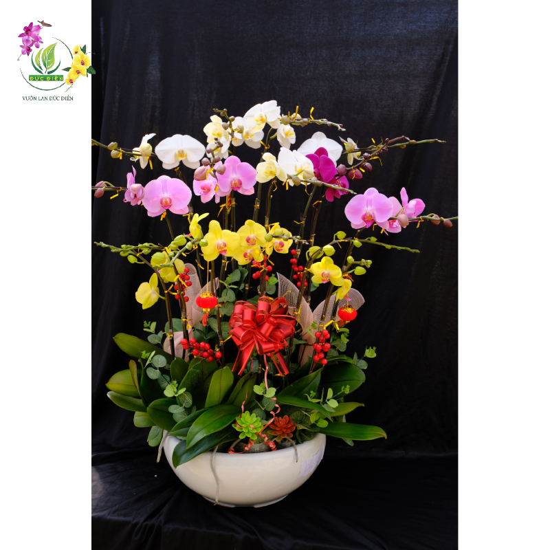 Cách sở hữu một chậu hoa lan đẹp